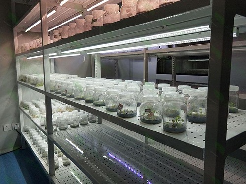 瑶海植物组织培养实验室设计建设方案
